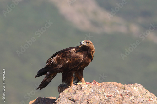 Golden eagle on the rocks