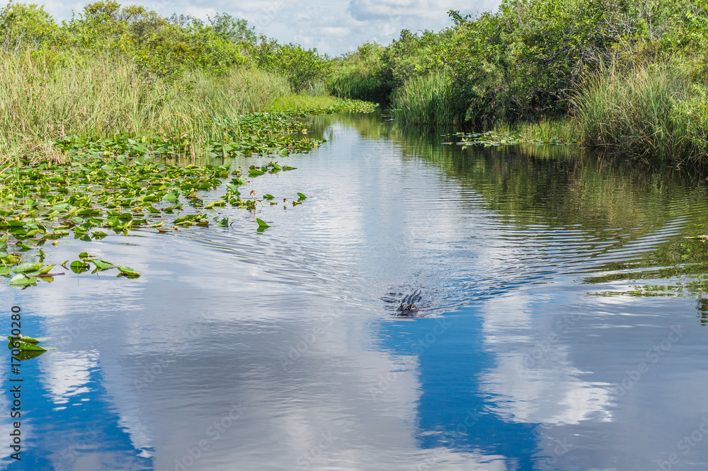 Everglades Everglades