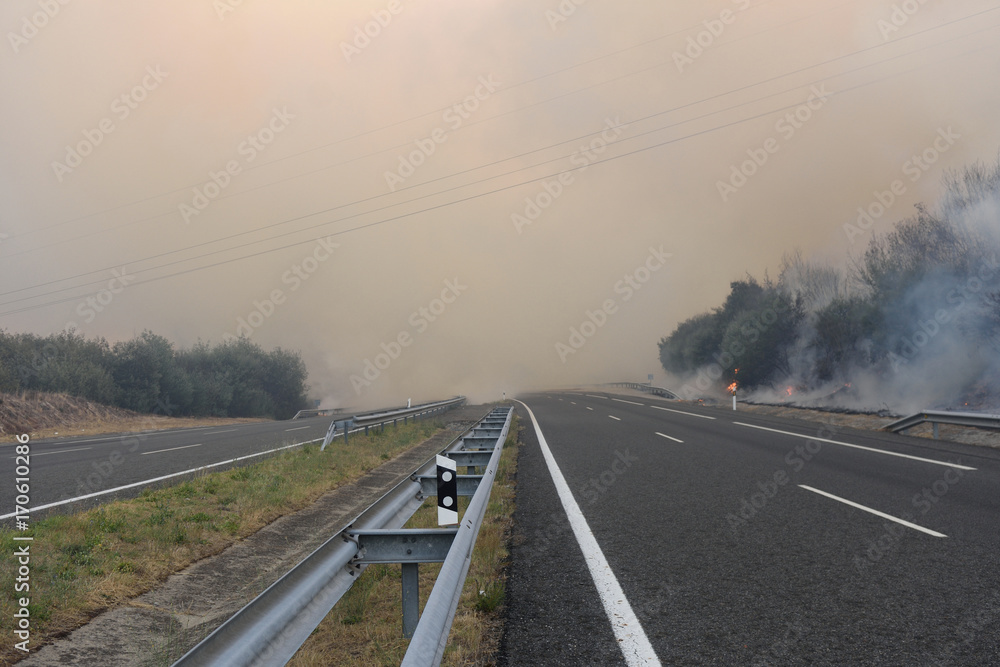 Forest fire on the road