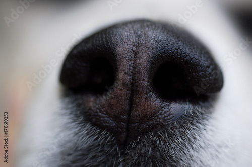 Closeup photo of texture on a dog's nose