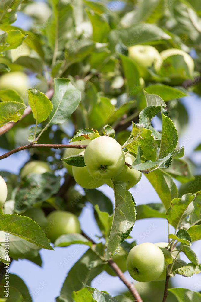 apples on the tree in nature