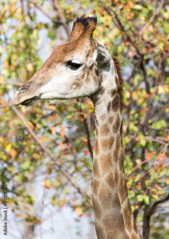 Obraz premium giraffe on nature