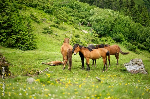 Four grown horses and a foal on a pasture. Hills and trees in background. 