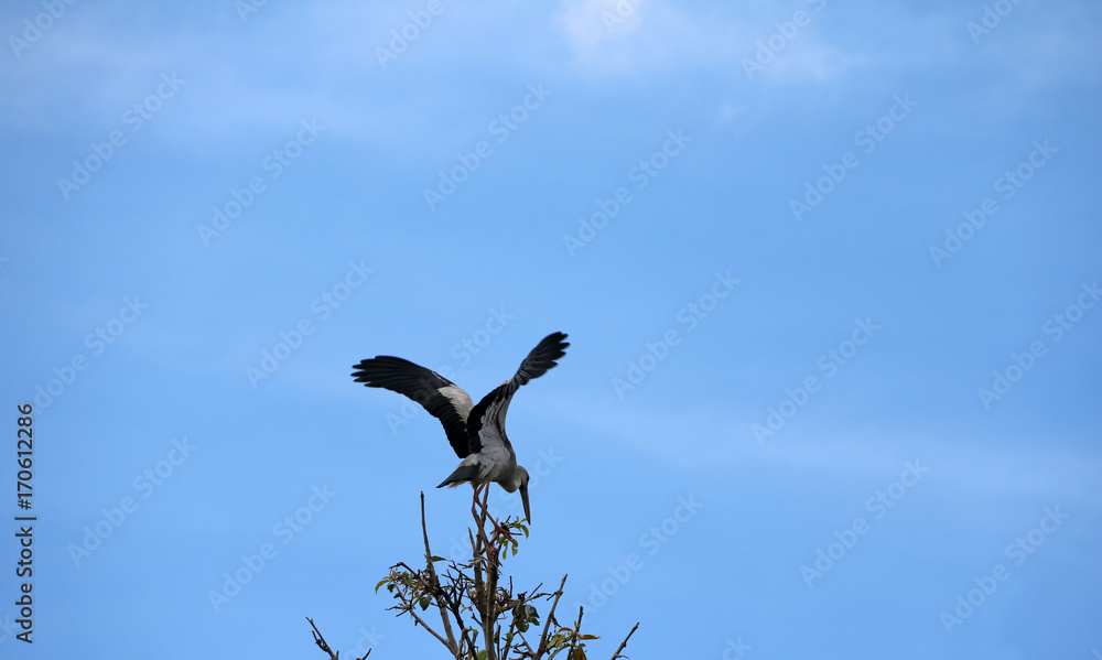 One of open billed stork bird perch and winged at the top of the tree on blue sky and white cloud background. A black and white color of Asian openbill bird on the green tree. One of open billed stork bird perch and winged at the top of the tree on blue sky and white cloud background. A black and white color of Asian openbill bird on the green tree.