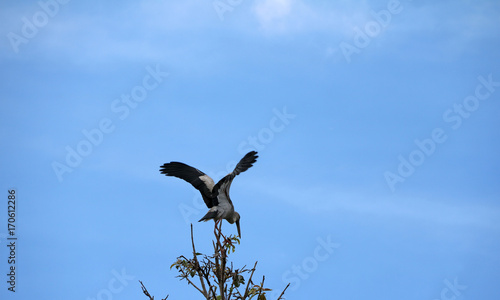 One of open billed stork bird perch and winged at the top of the tree on blue sky and white cloud background. A black and white color of Asian openbill bird on the green tree. photo