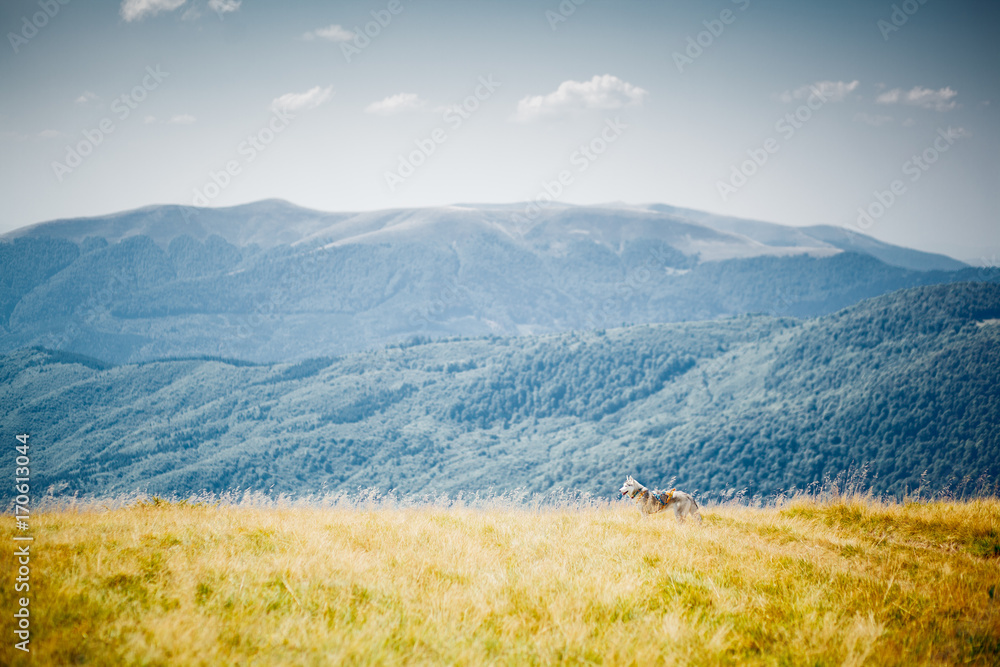 siberian husky dog in mountains siberian husky dog in mountains