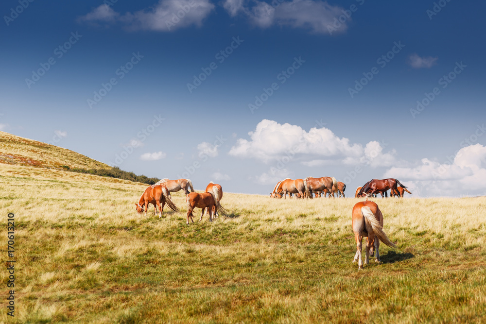 Mountain landscape with grazing horses and clouds