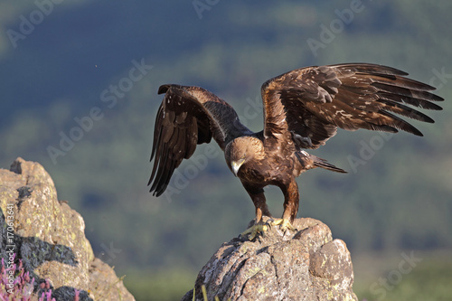 Golden eagle on the alps