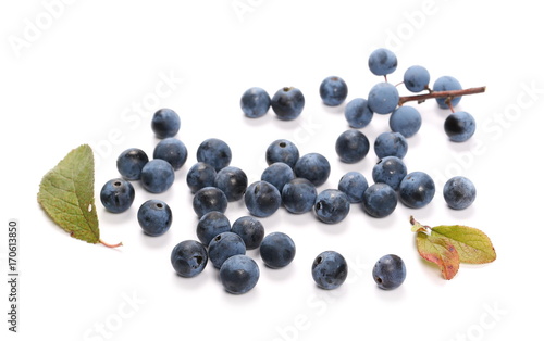 Fresh blackthorn berries pile, prunus spinosa isolated on white background