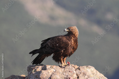Golden eagle on the rocks