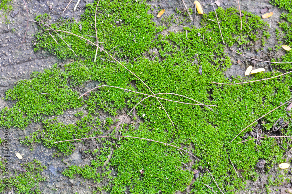 Obraz premium Green mos