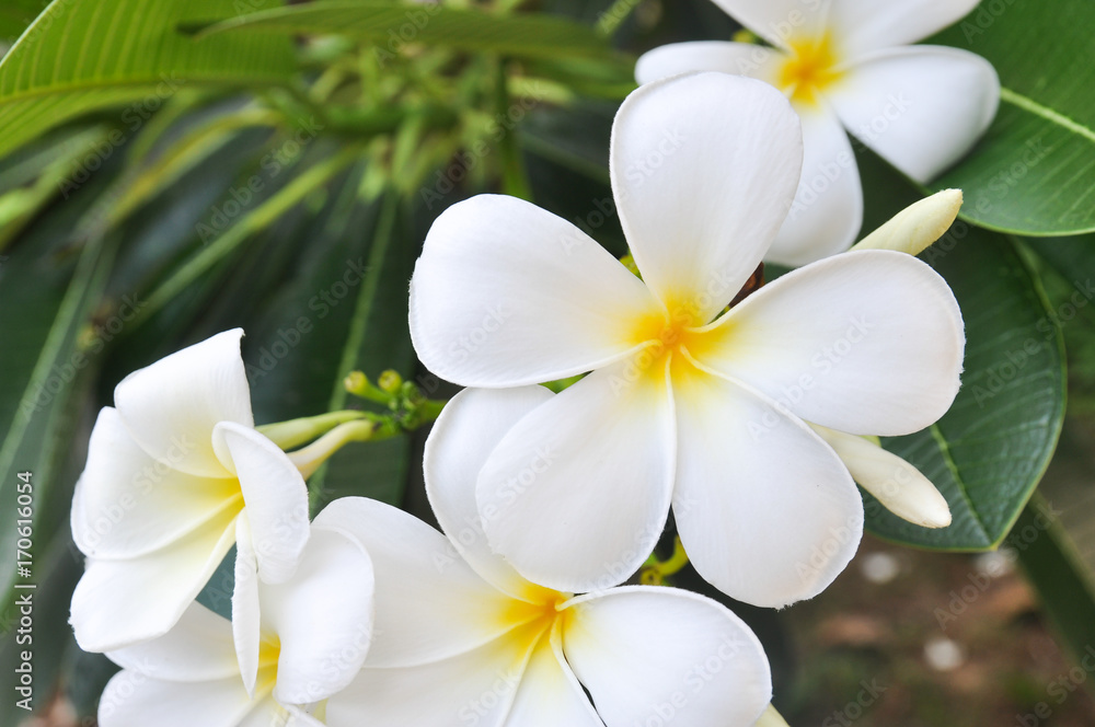 Fototapeta premium plumeria 