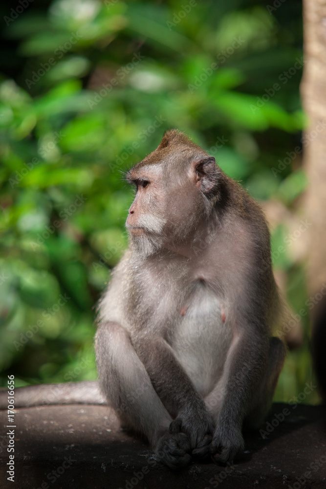 January, 19, 2017, Ubud, Bali, Indonesia: funny macaque in Sacred Monkey Forest. Mammal animals in zoo park, natural environment. Travel guide: what to visit on Bali, must see place.