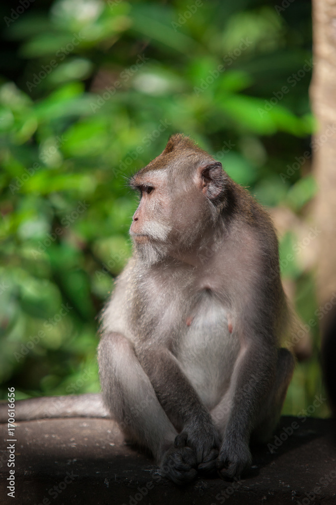 January, 19, 2017, Ubud, Bali, Indonesia: funny macaque in Sacred Monkey Forest. Mammal animals in zoo park, natural environment. Travel guide: what to visit on Bali, must see place. January, 19, 2017, Ubud, Bali, Indonesia: funny macaque in Sacred Monkey Forest. Mammal animals in zoo park, natural environment. Travel guide: what to visit on Bali, must see place.