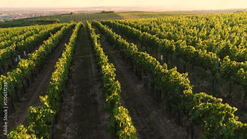 Aerial flight over vineyards at sunset, up to panorama Aerial flight over vineyards at sunset, up to panorama