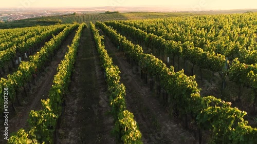 Aerial flight over vineyards at sunset, up to panorama