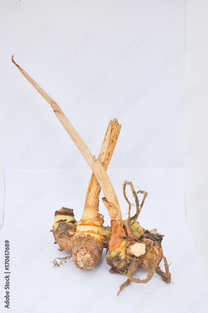Fototapeta premium Galangal on white back ground