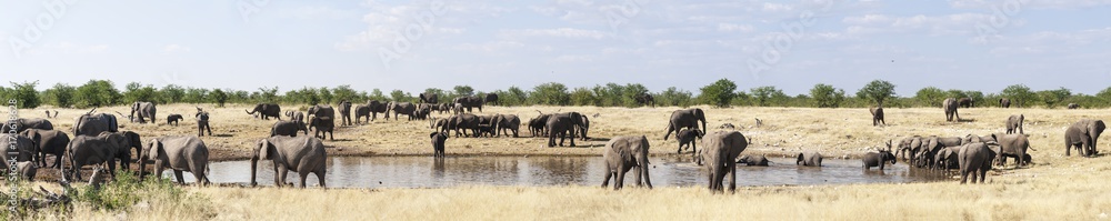 Herd of African elephants / Group of African elephants at a waterhole in Etosha National Park.
