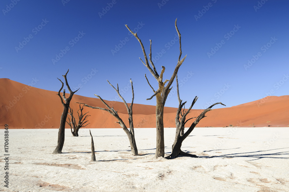 Dead acacia trees and dunes in the Namib desert / Dunes and dead acacia trees in the Namib desert, Dead Vlei, Sossusvlei, Namibia, Africa. Dead acacia trees and dunes in the Namib desert / Dunes and dead acacia trees in the Namib desert, Dead Vlei, Sossusvlei, Namibia, Africa.