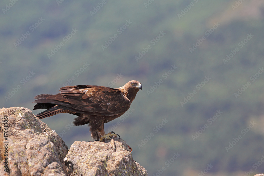 Fototapeta premium golden eagle fly