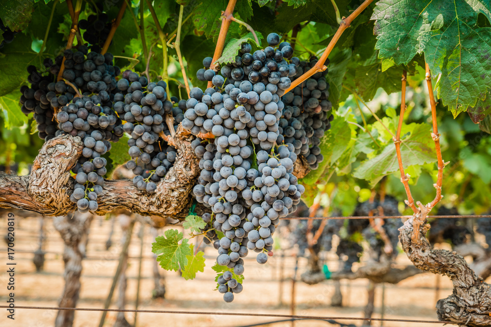 Grapes on vine in vineyard for wine making