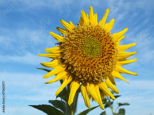 Funny sunflower