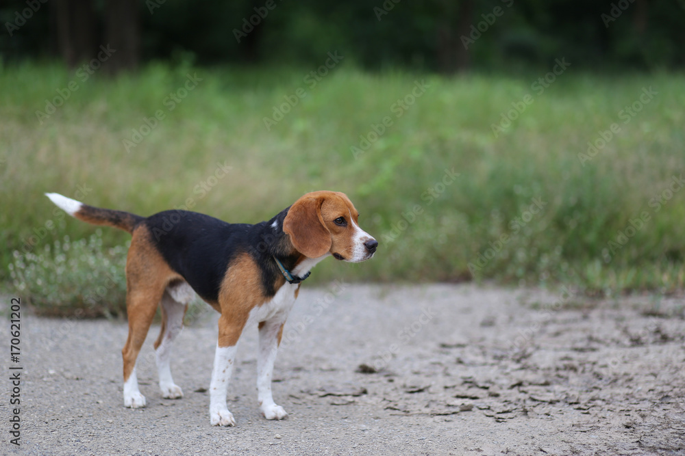 Portrait of beagle dog outdoor.