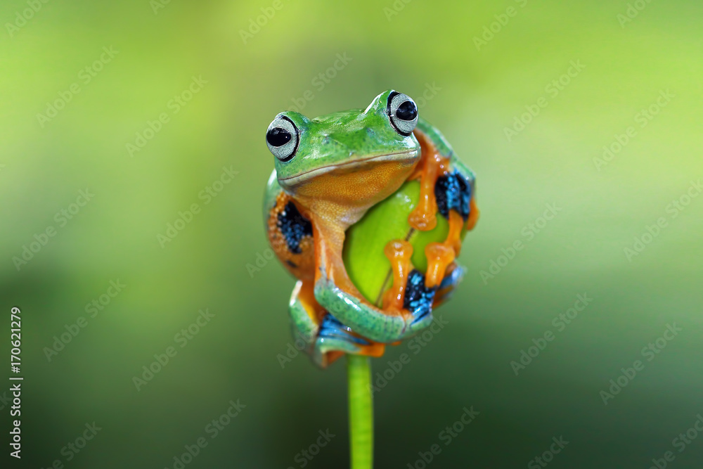 Obraz premium Rzekotka, latająca żaba