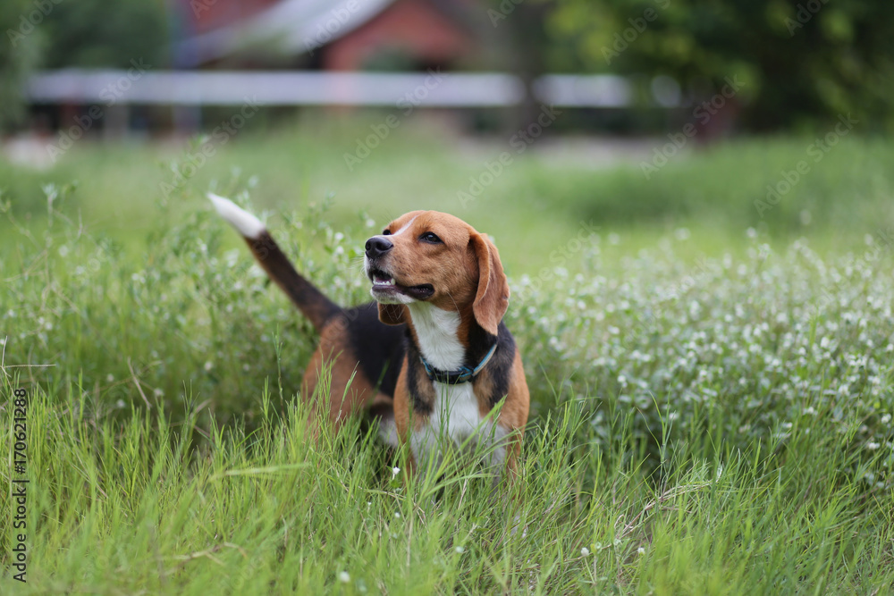Portrait of beagle dog on the geen grass.