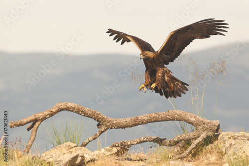 Golden eagle