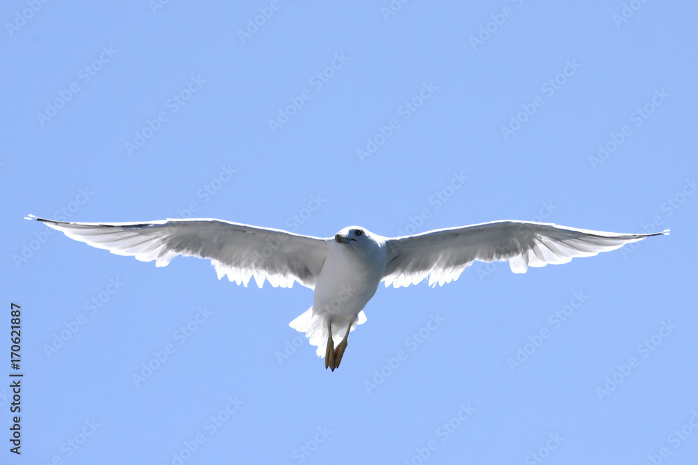 the seagall flying on the sky the seagall flying on the sky
