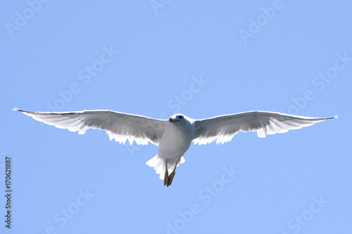 the seagall flying on the sky © keskinfunda