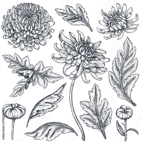 Foto Set of hand drawn chrysanthemum flowers