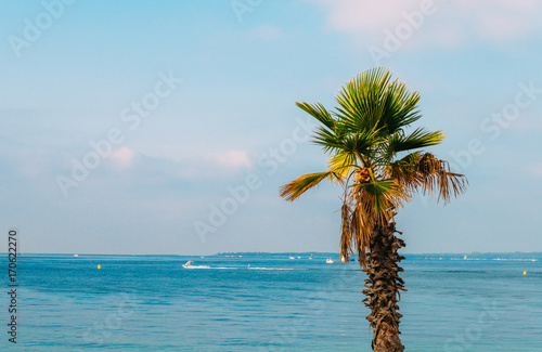 A speedboat in Cote d'Azur, France with palm tree in foreground photo