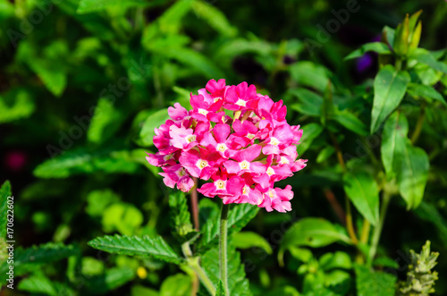 Pink phlox flower on a flowerbed in garden