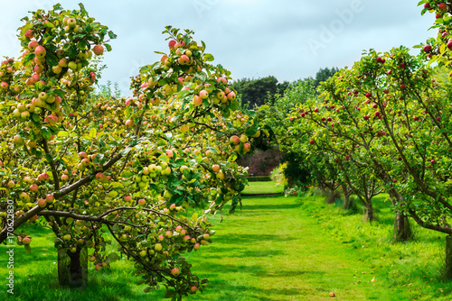 Apple trees  in the Garden during Autumn, UK
