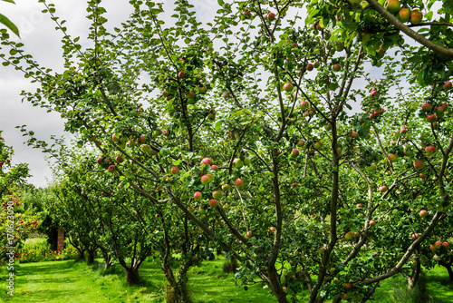 Apple trees in the Garden during Autumn, UK