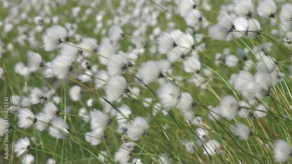 Flowering cotton grass in strong wind Flowering cotton grass in strong wind