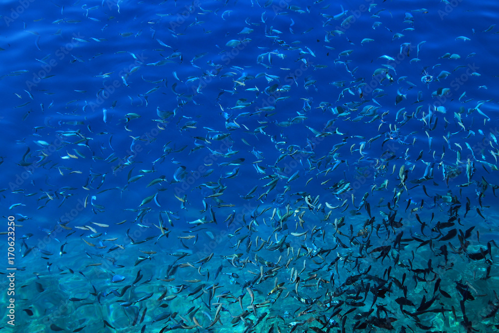 Shoal of small fish swimming together in Adriatic sea , Croatia
