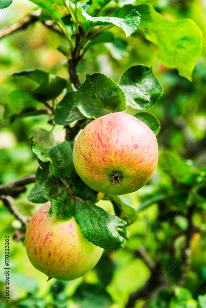 Apple trees in the Garden during Autumn, UK Apple trees in the Garden during Autumn, UK