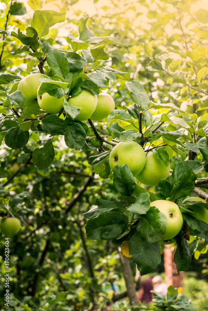 Apple trees  in the Garden during Autumn, UK
