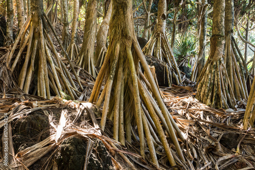 Huge Roots of Pandanus Trees (Screw Palms), La Reunion