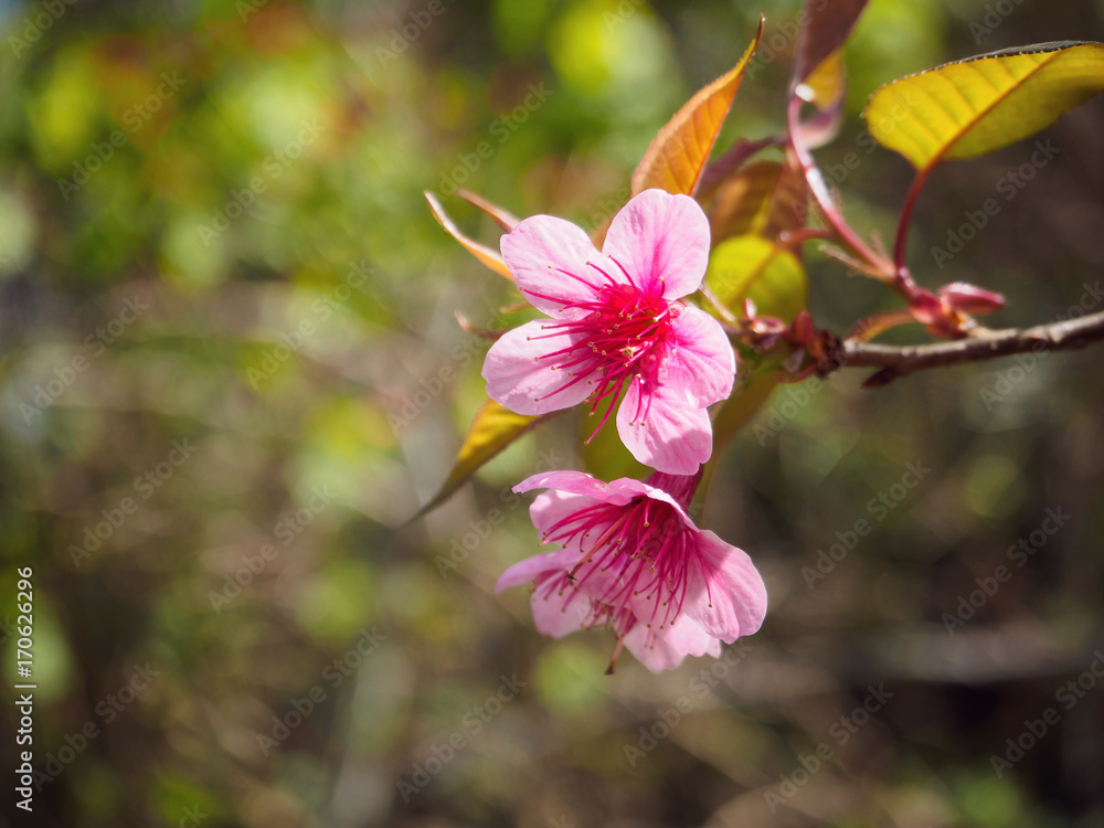 Thai Sakura or Cherry blossom in Chiang mai, Thailand Thai Sakura or Cherry blossom in Chiang mai, Thailand