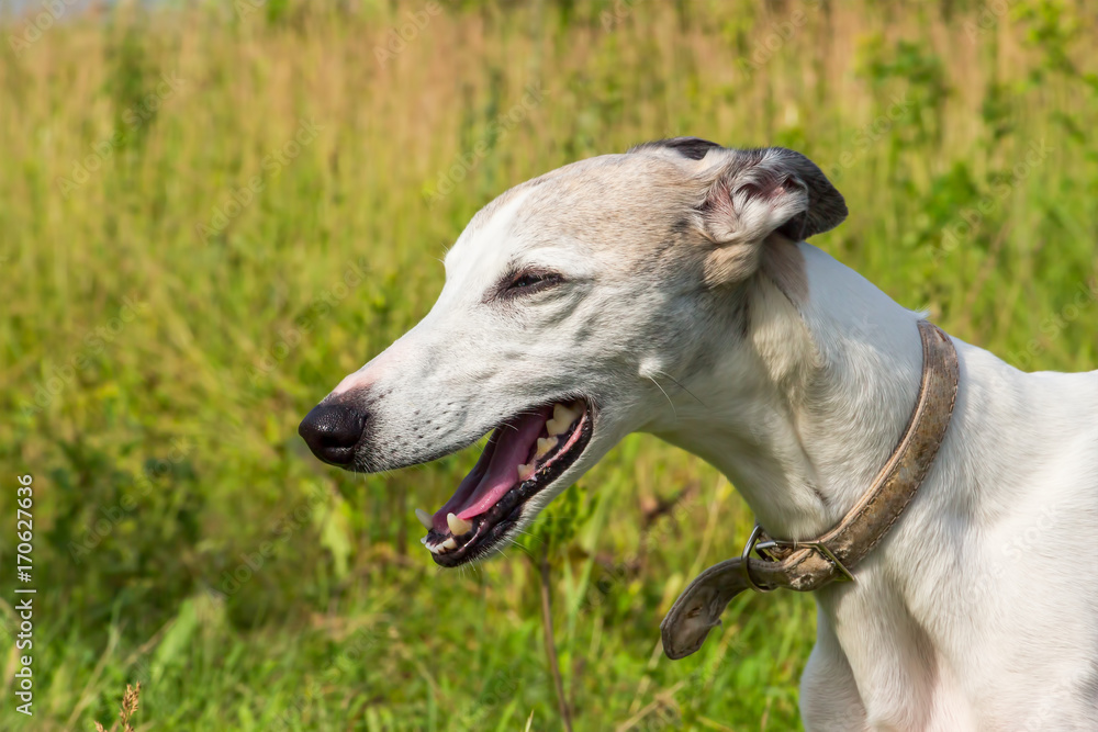 Portrait of a dog of the breed English greyhound