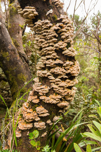 Tree fungi