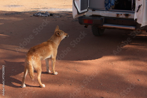 Der wilde australische Hund Dingo