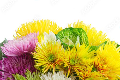 Chrisantemum fresh fall bright flowers border isolated on white background photo