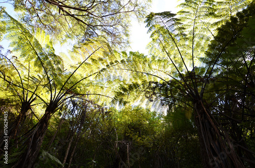 Typical tree fern forest in New Zealand photo
