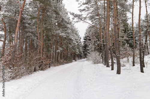 Winter forest road under the snow with traces