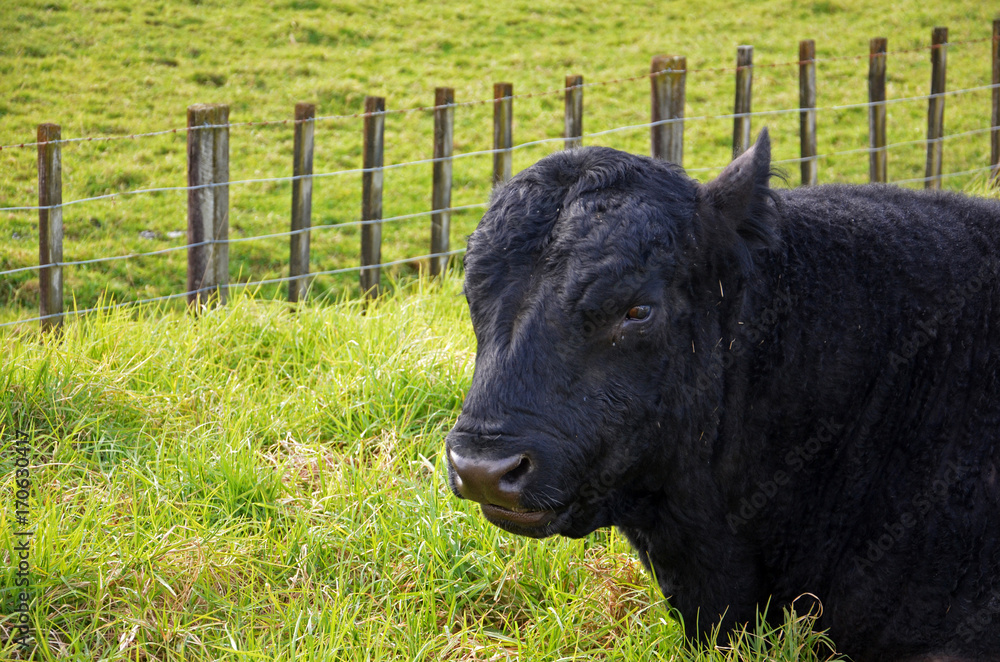 Fototapeta premium Impressive black cow on the side of the road